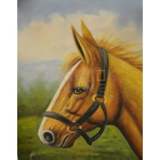 รูปม้า รูปม้า