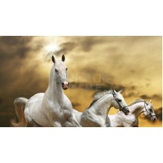 รูปม้า รูปม้า