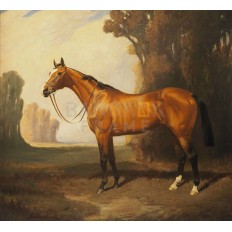 รูปม้า รูปม้า