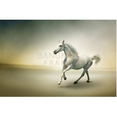 รูปม้า รูปม้า