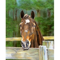 รูปม้า รูปม้า