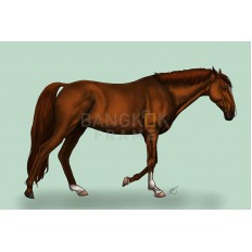 รูปม้า รูปม้า