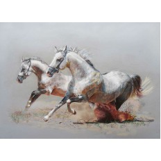 รูปม้า รูปม้า