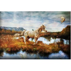 รูปม้า รูปม้า