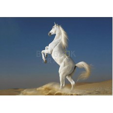 รูปม้า รูปม้า