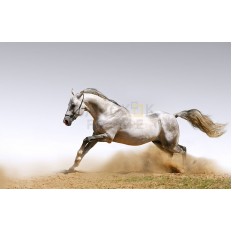 รูปม้า รูปม้า