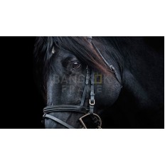 รูปม้า รูปม้า