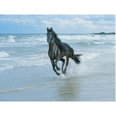 รูปม้า รูปม้า