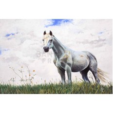 รูปม้า รูปม้า