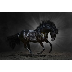 รูปม้า รูปม้า