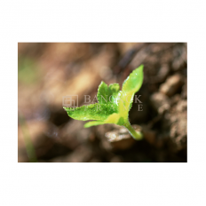 ภาพต้นไม้