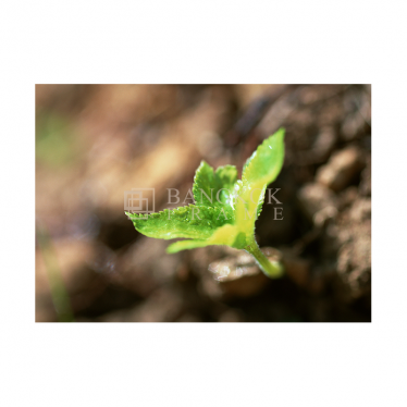 ภาพต้นไม้