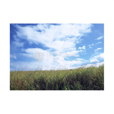 ทุ่งหญ้า