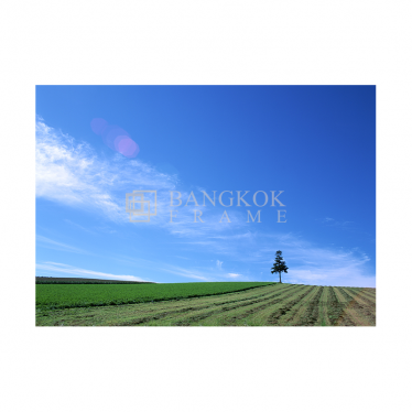 ทุ่งหญ้า