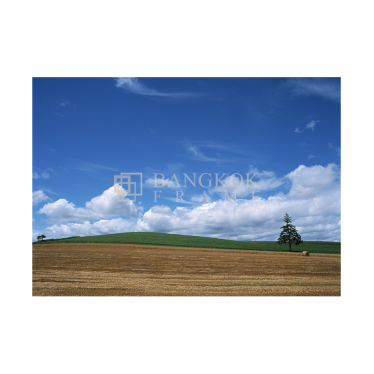 ทุ่งหญ้า