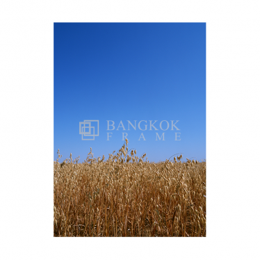 ทุ่งหญ้า