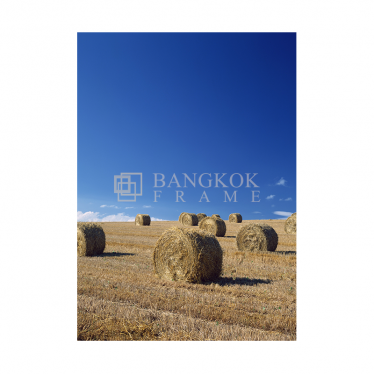 ทุ่งหญ้า