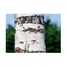 ลำต้นไม้