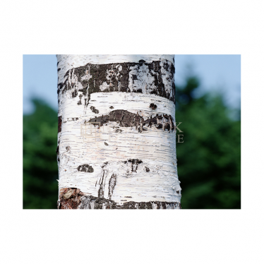 ลำต้นไม้