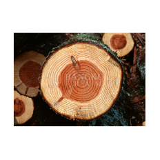 ลำต้นไม้