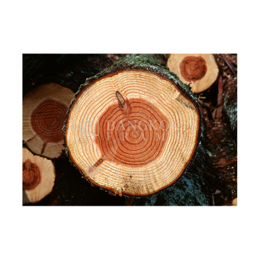 ลำต้นไม้