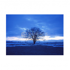 ภาพวิวต้นไม้