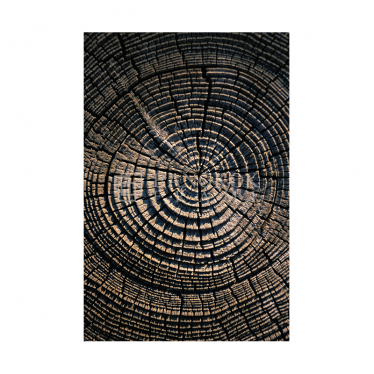 ลำต้น ต้นไม้